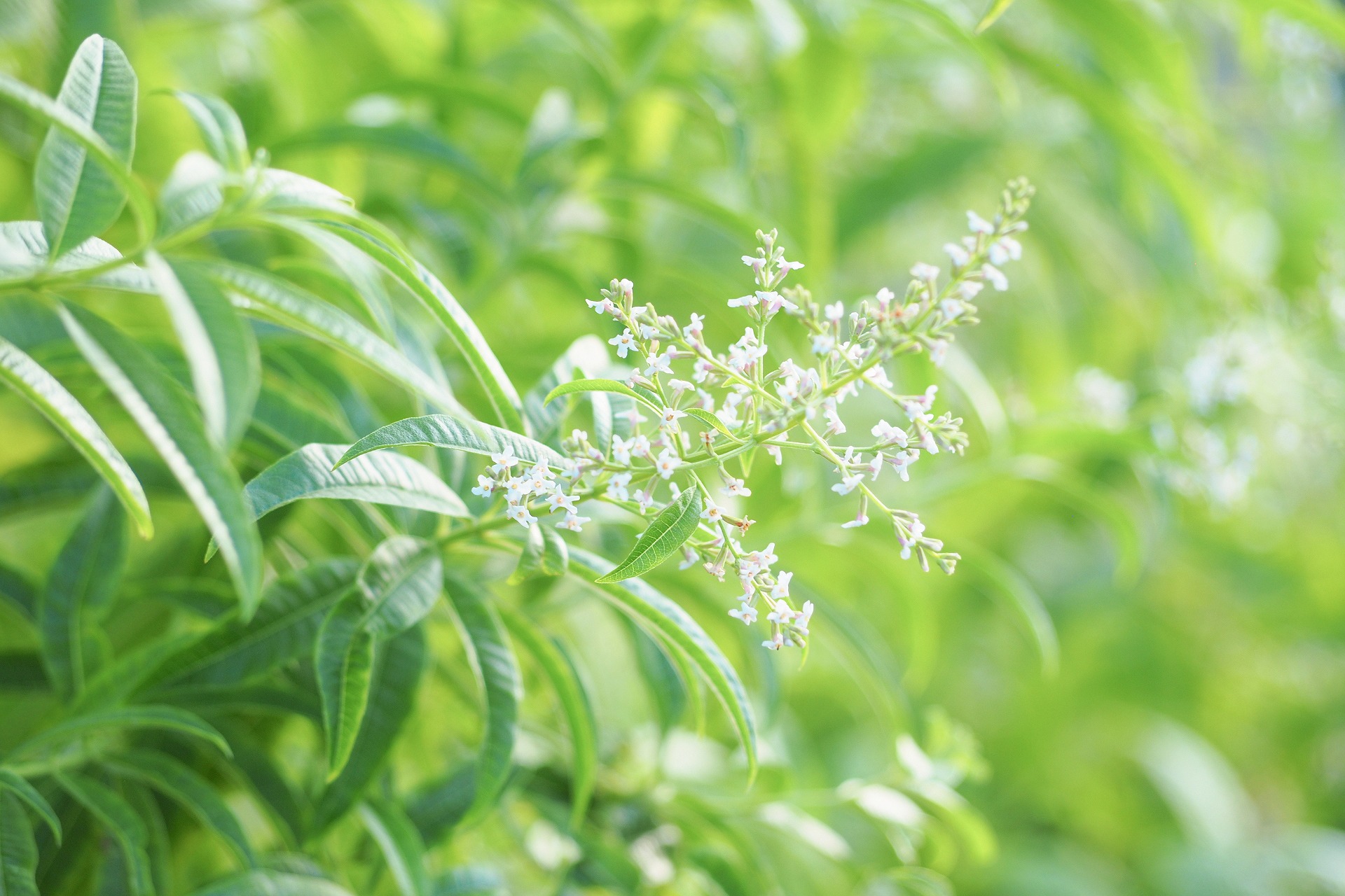 地域資源として活用する薬草